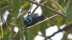Dacnis cayana
