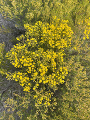 Verticordia chrysantha
