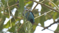 Dacnis cayana