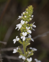 Stylidium elongatum