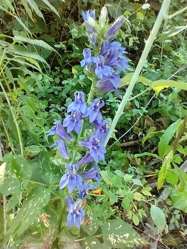 Lobelia siphilitica