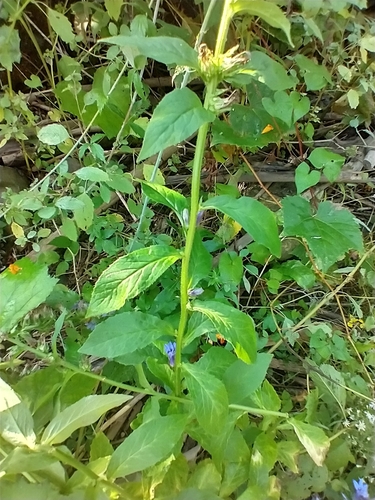 Lobelia siphilitica