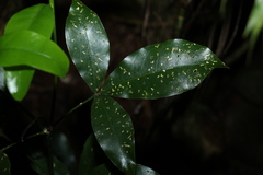 Melicope micrococca