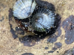 Siphonaria funiculata