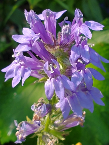 Lobelia siphilitica