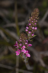 Stylidium elongatum