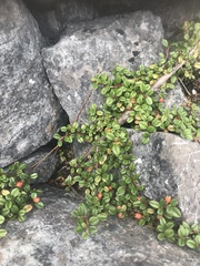 Cotoneaster morrisonensis