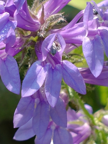 Lobelia siphilitica