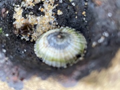 Siphonaria funiculata