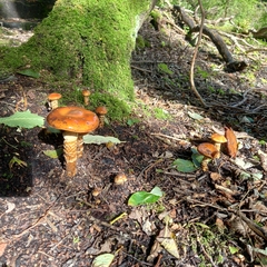 Cortinarius trivialis