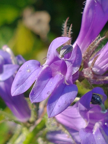 Lobelia siphilitica