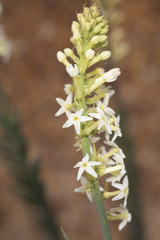 Stackhousia monogyna