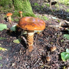 Cortinarius trivialis