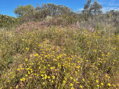 Goodenia trinervis