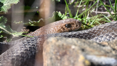 Pseudonaja textilis