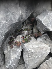 Clinopodium laxiflorum