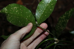Melicope micrococca