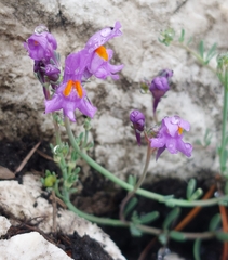 Linaria alpina