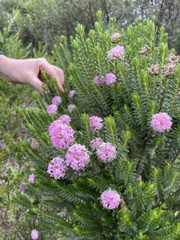 Pimelea ferruginea