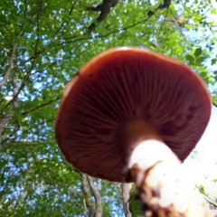 Cortinarius trivialis