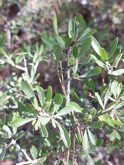 Rhamnus oleoides