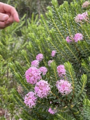 Pimelea ferruginea