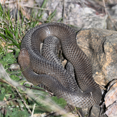 Pseudonaja textilis