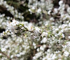 Leucopogon microphyllus