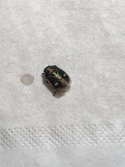 Eurydema oleracea