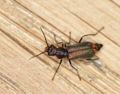 Clanoptilus marginellus