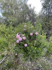 Pimelea ferruginea