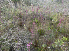 Stylidium elongatum