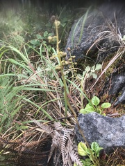 Pyrola morrisonensis