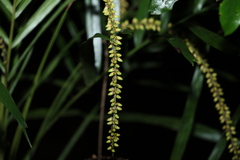 Linospadix monostachyus