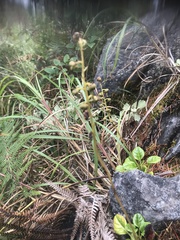 Pyrola morrisonensis