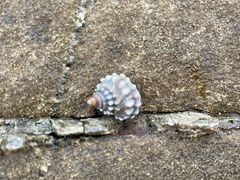 Nodilittorina pyramidalis