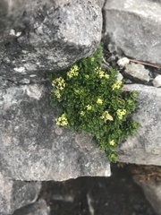 Galium tarokoense