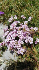 Gypsophila tenuifolia
