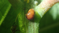 Tragopini