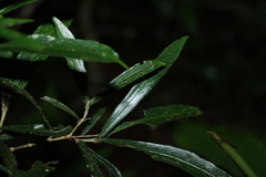 Atractocarpus chartaceus