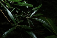 Atractocarpus chartaceus