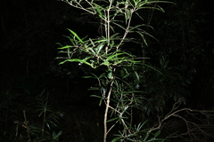 Atractocarpus chartaceus