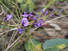 Hardenbergia