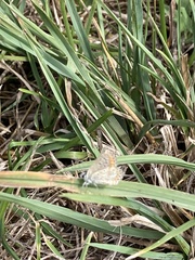 Aricia agestis
