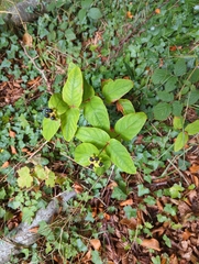 Hypericum androsaemum