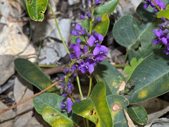 Hardenbergia