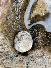 Bembicium nanum