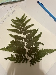 Pteridium