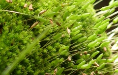 Leptostomum macrocarpum