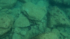 Muraena helena
